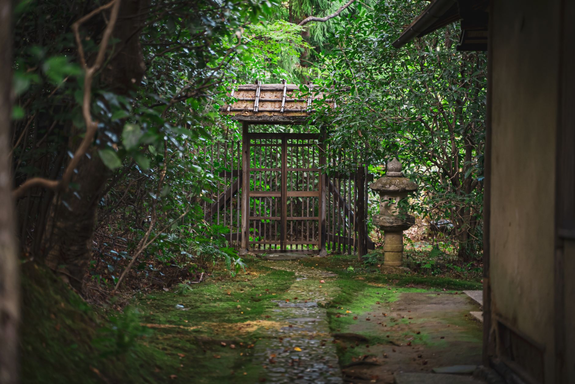 Serene Japanese moss garden path